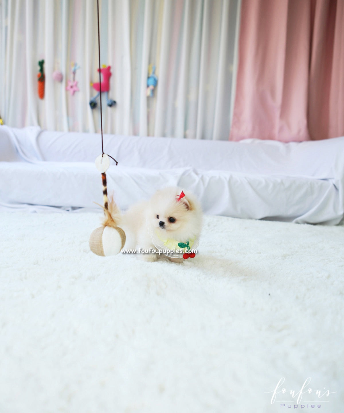 Miko - Pomeranian M.