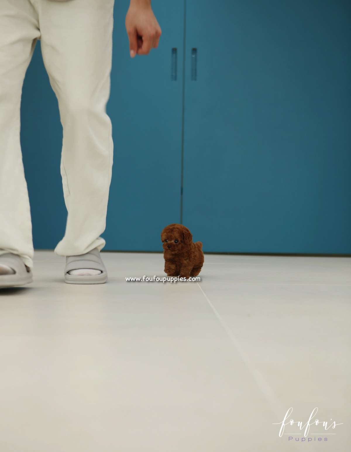 Miko - Poodle M.