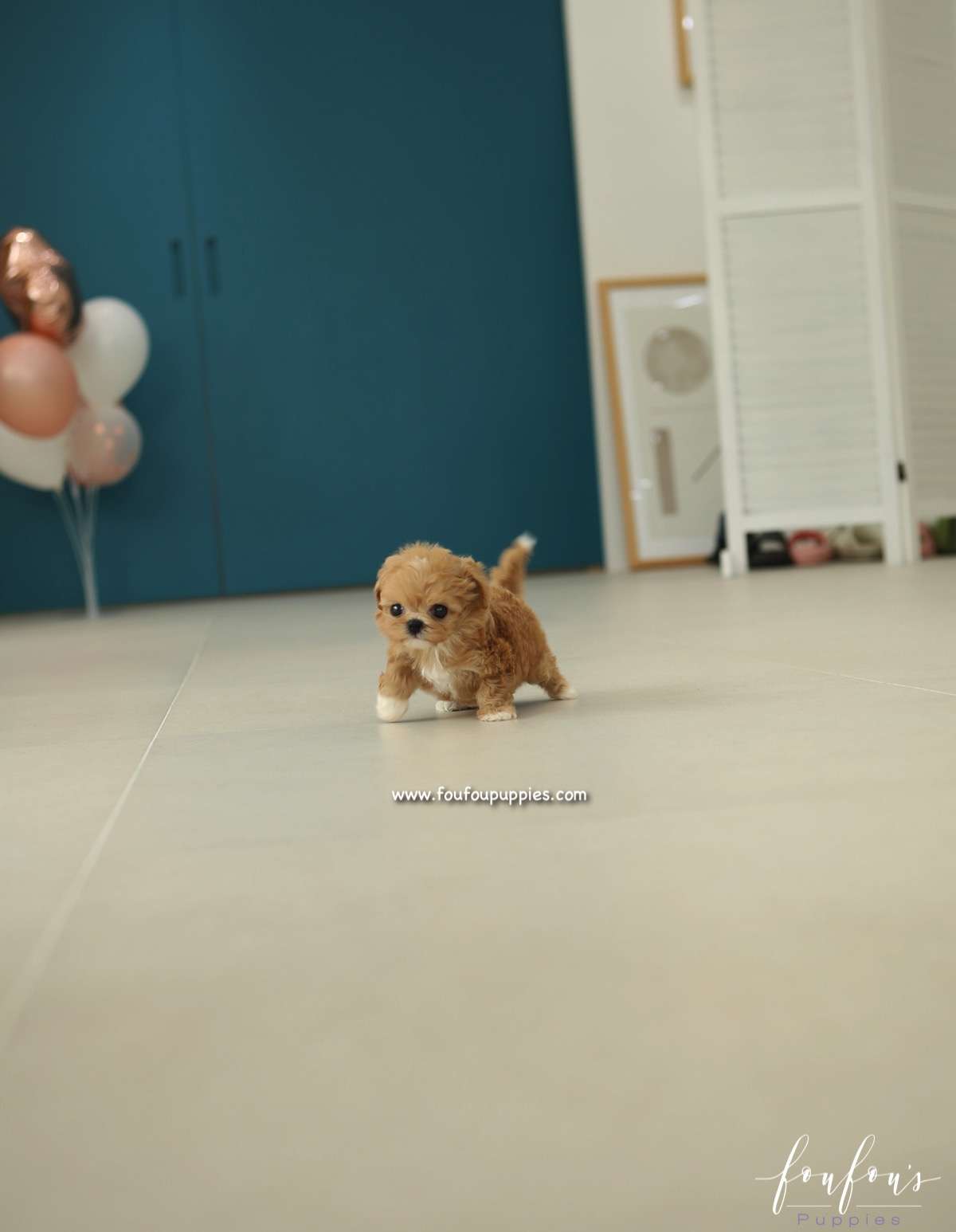 Miliani - Maltipoo F.