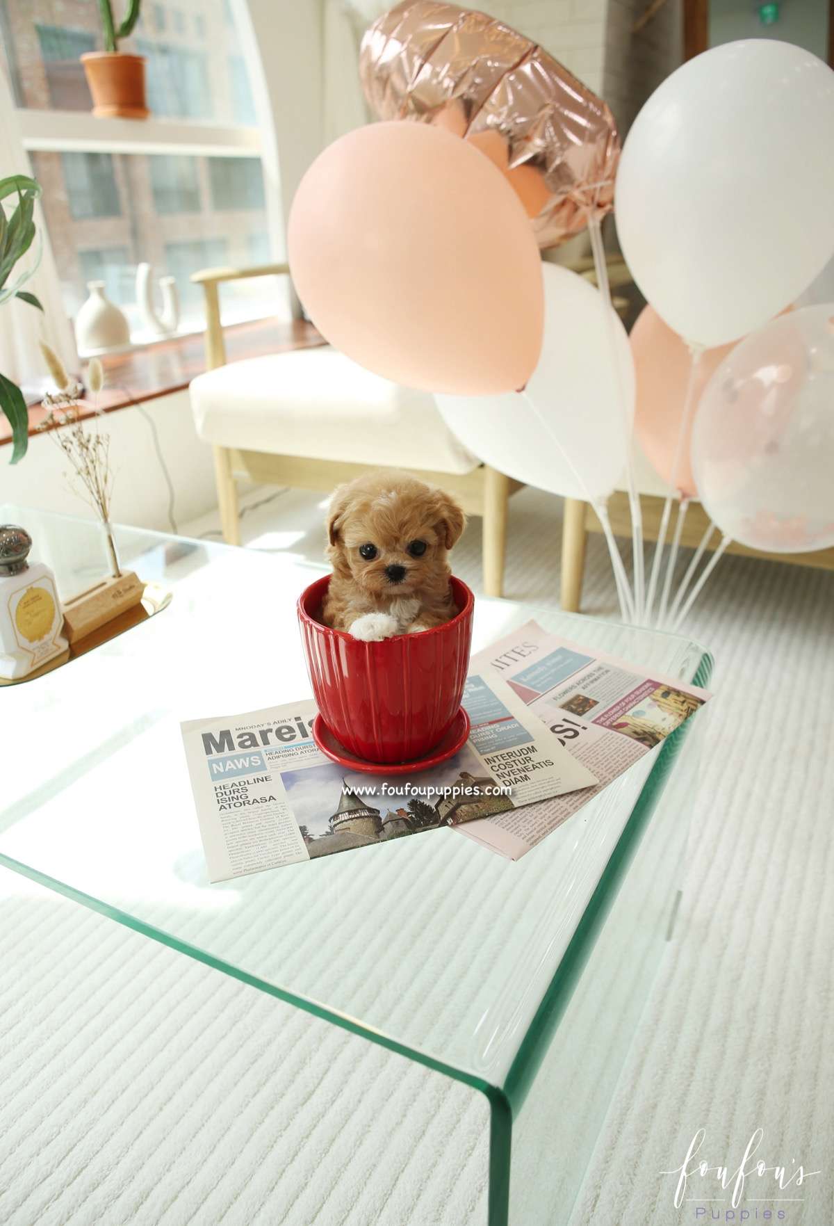 Miliani - Maltipoo F.