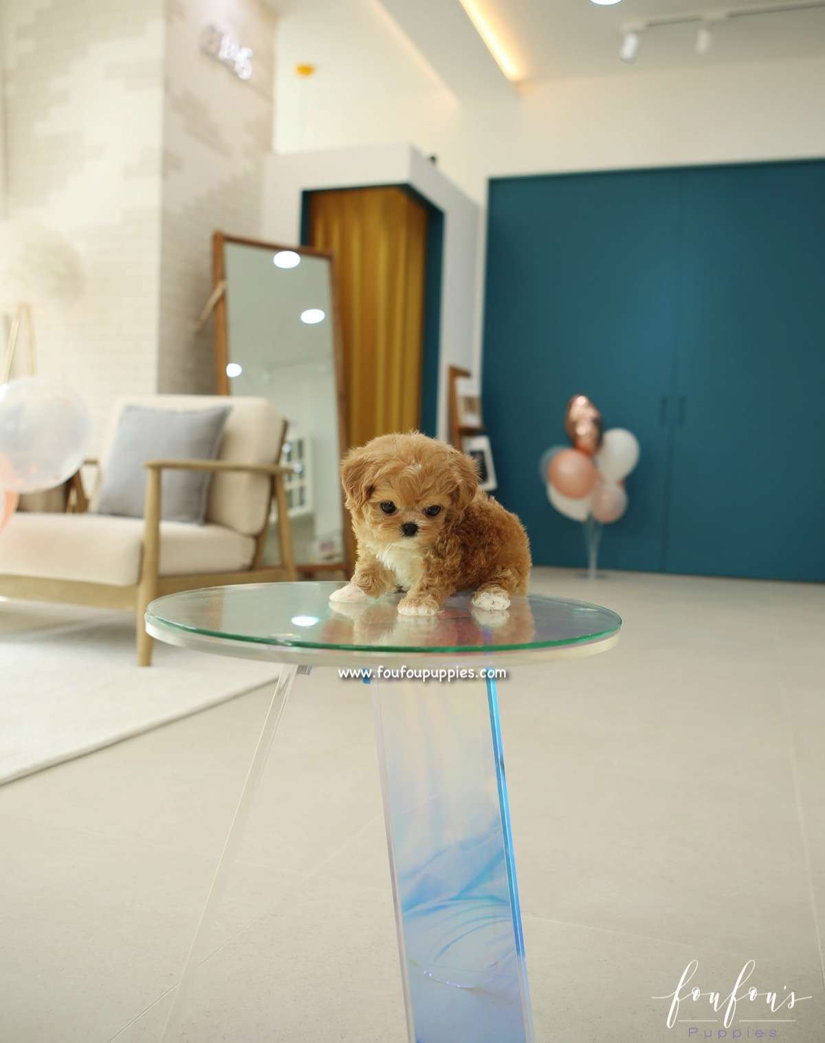Miliani - Maltipoo F.
