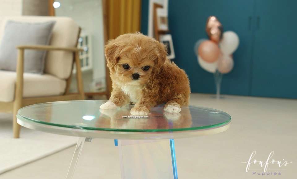 Miliani - Maltipoo F.