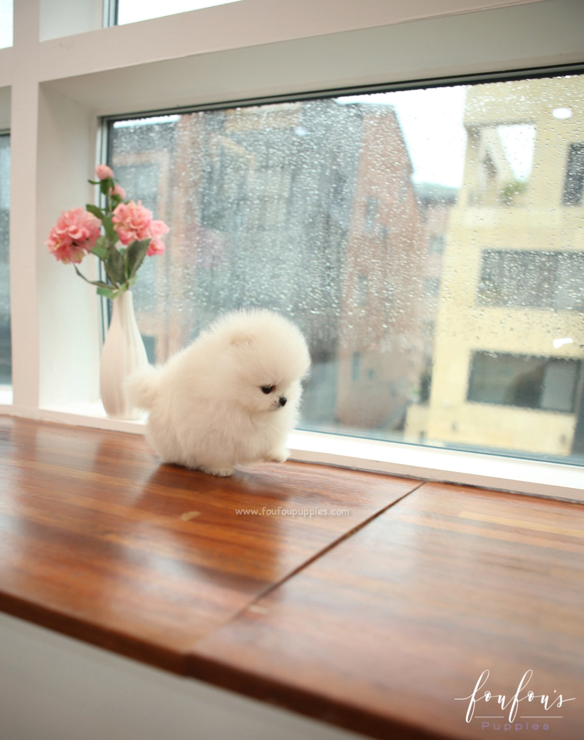 Milk - Pomeranian M.