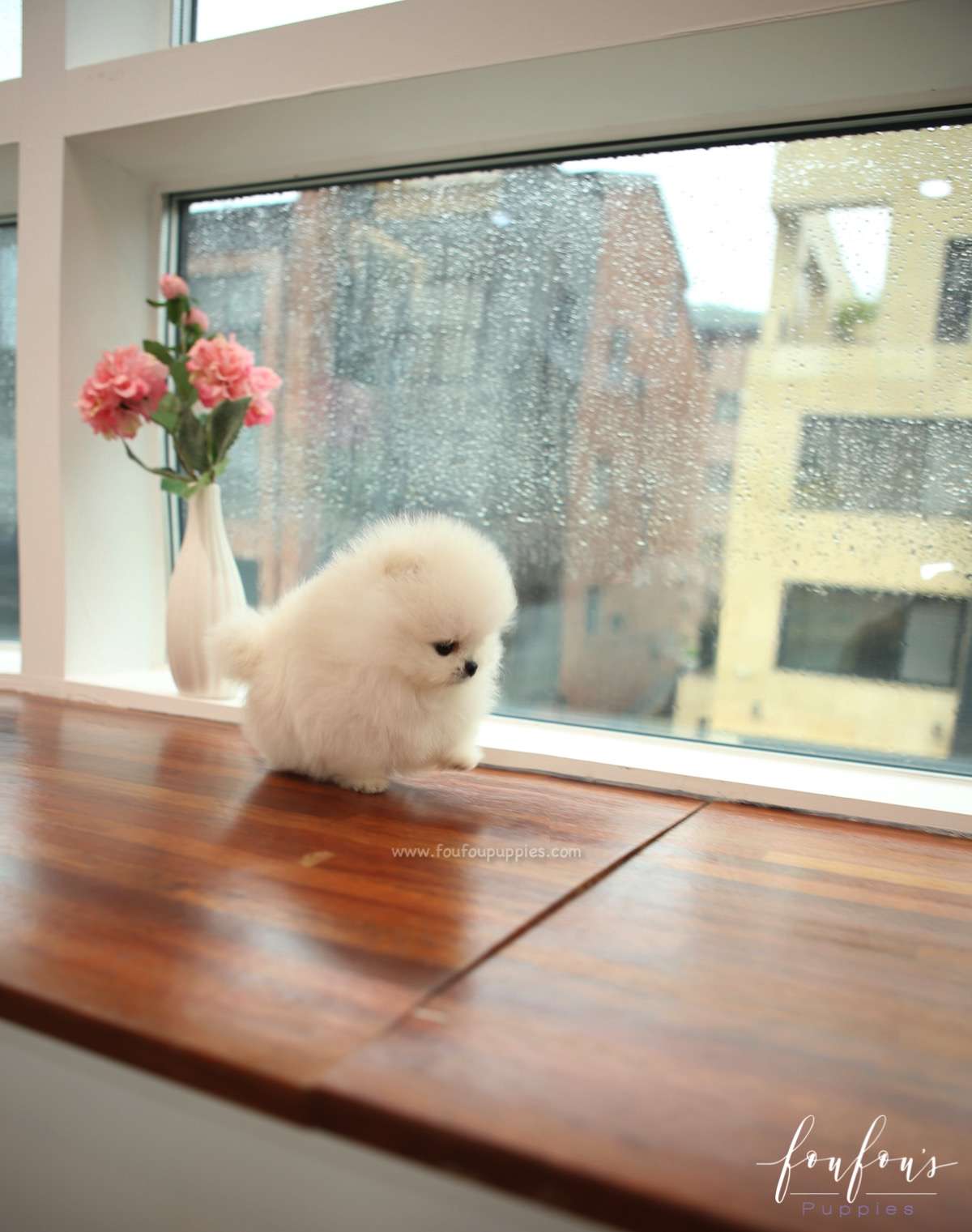Milk - Pomeranian M.