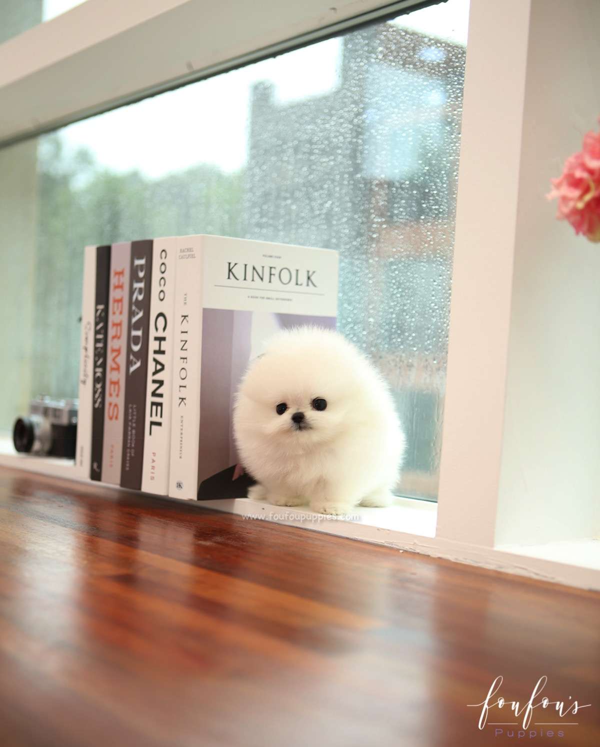 Milk - Pomeranian M.