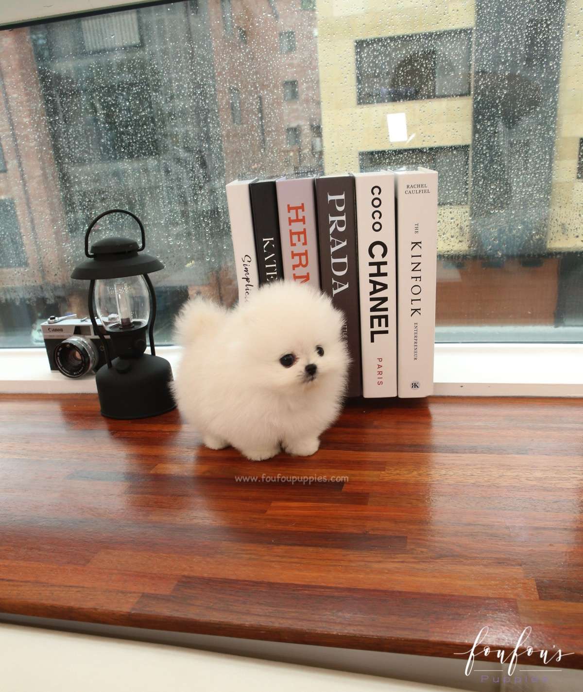 Milk - Pomeranian M.