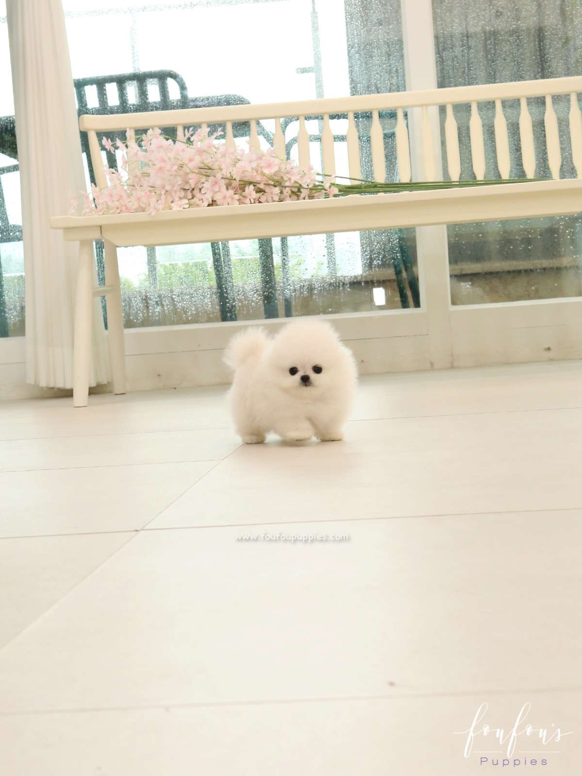 Milk - Pomeranian M.