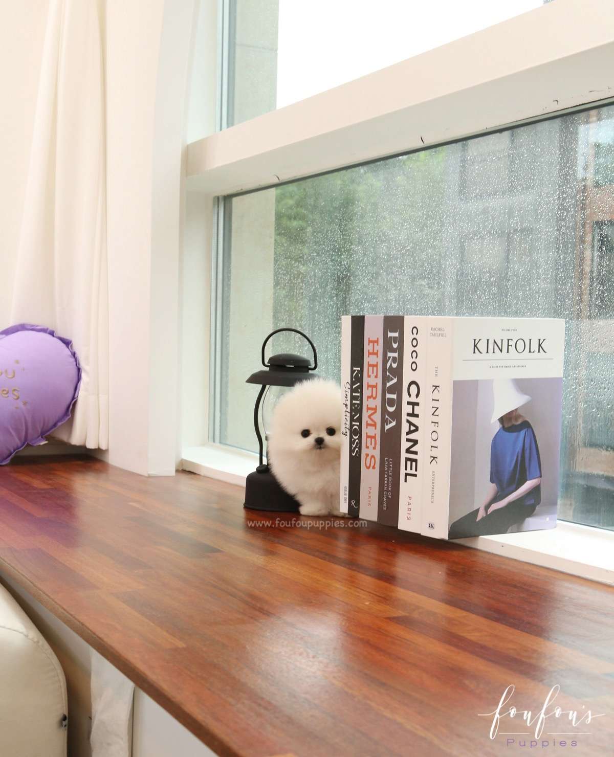 Milk - Pomeranian M.
