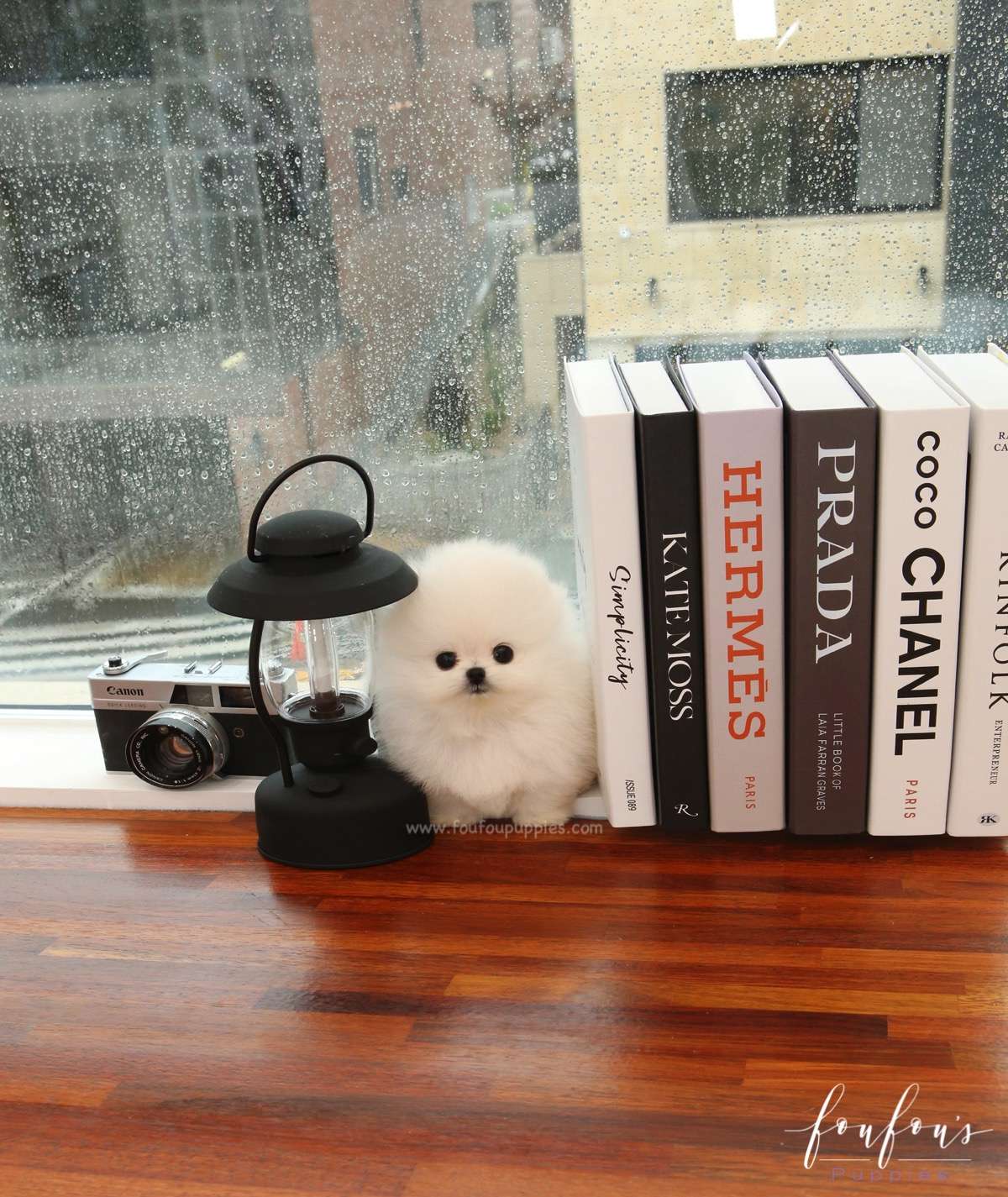 Milk - Pomeranian M.