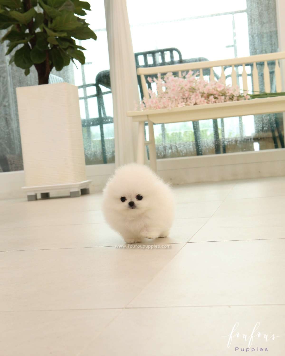 Milk - Pomeranian M.