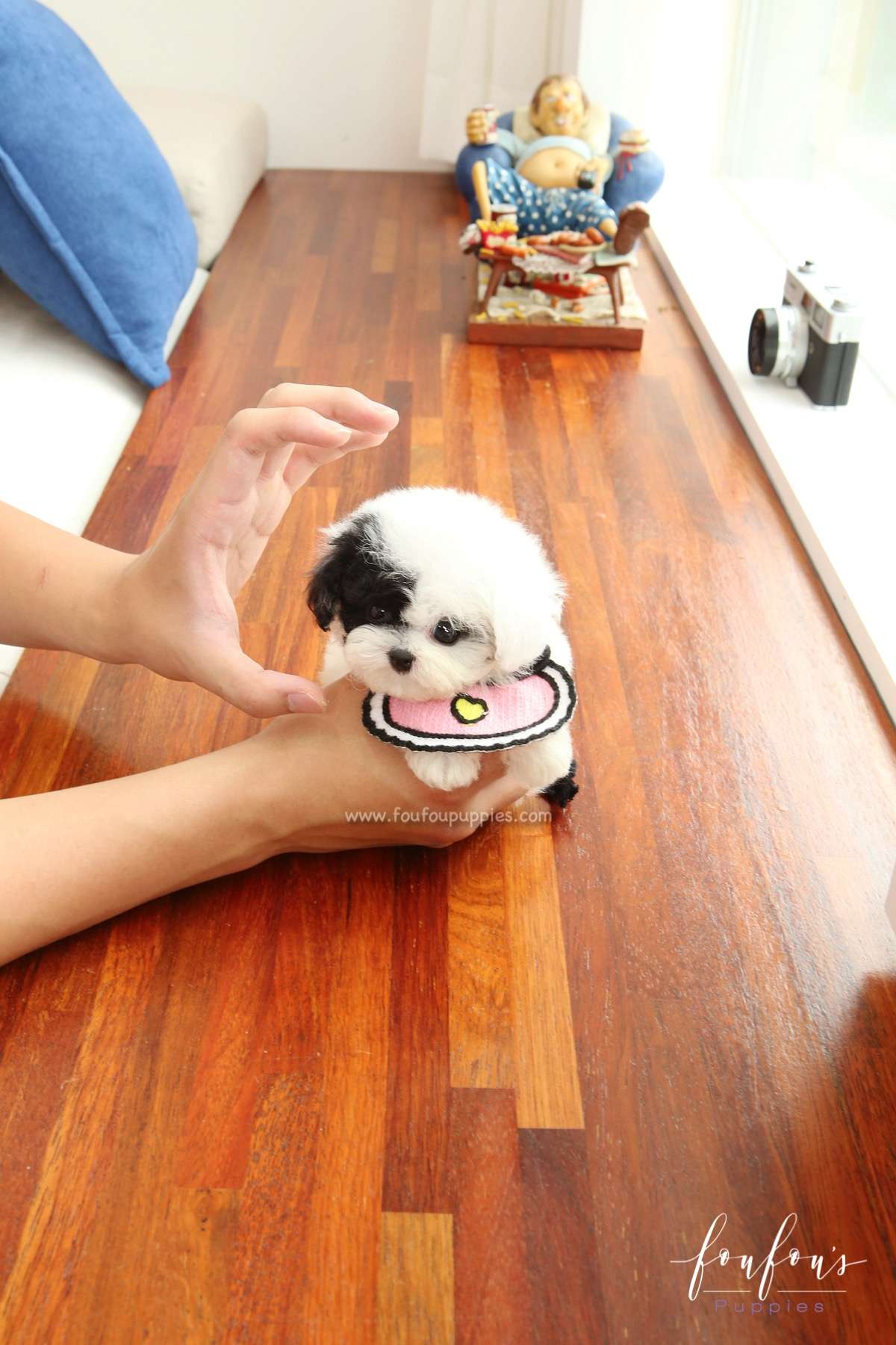 Milkshake - Bichon Frise F.