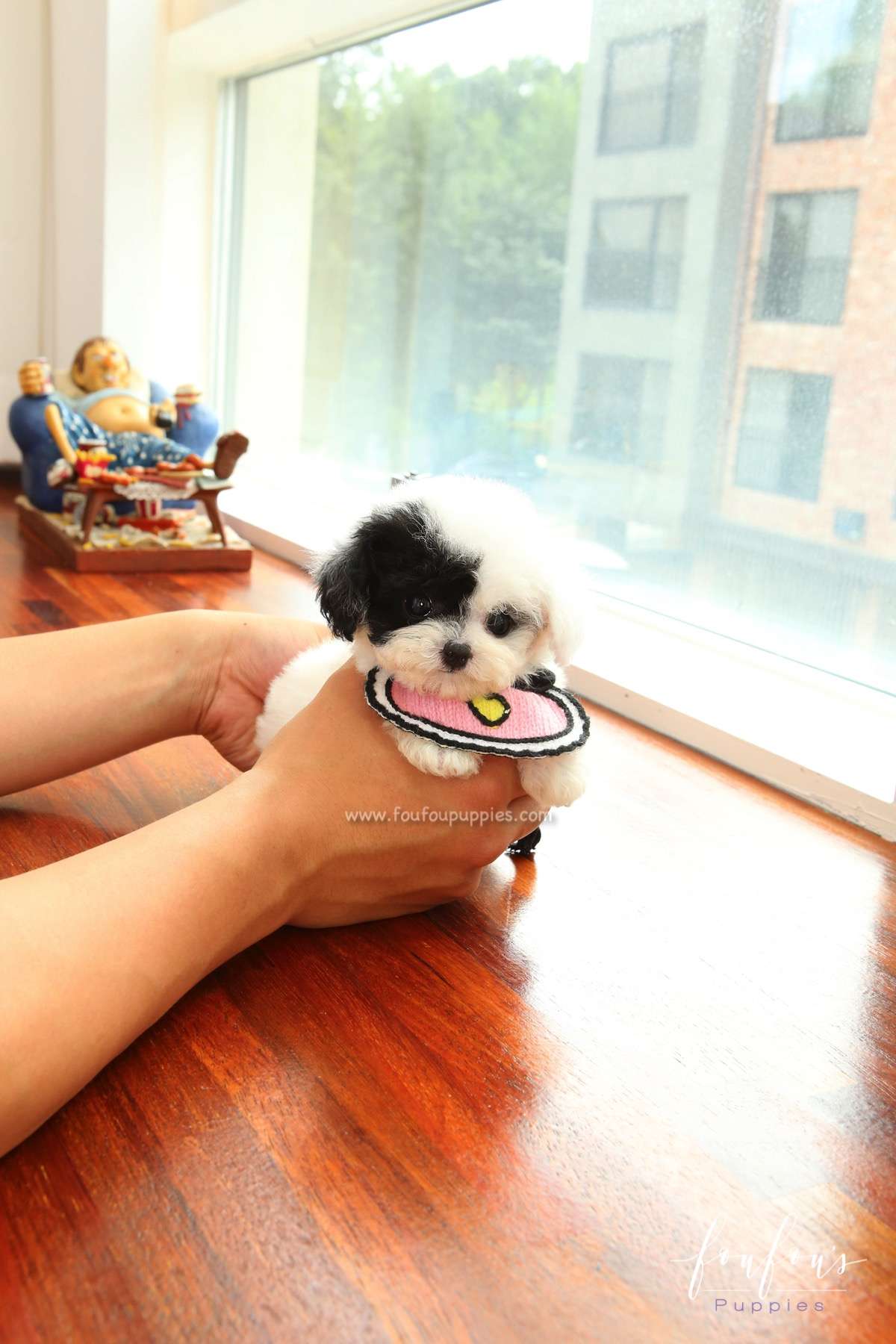 Milkshake - Bichon Frise F.