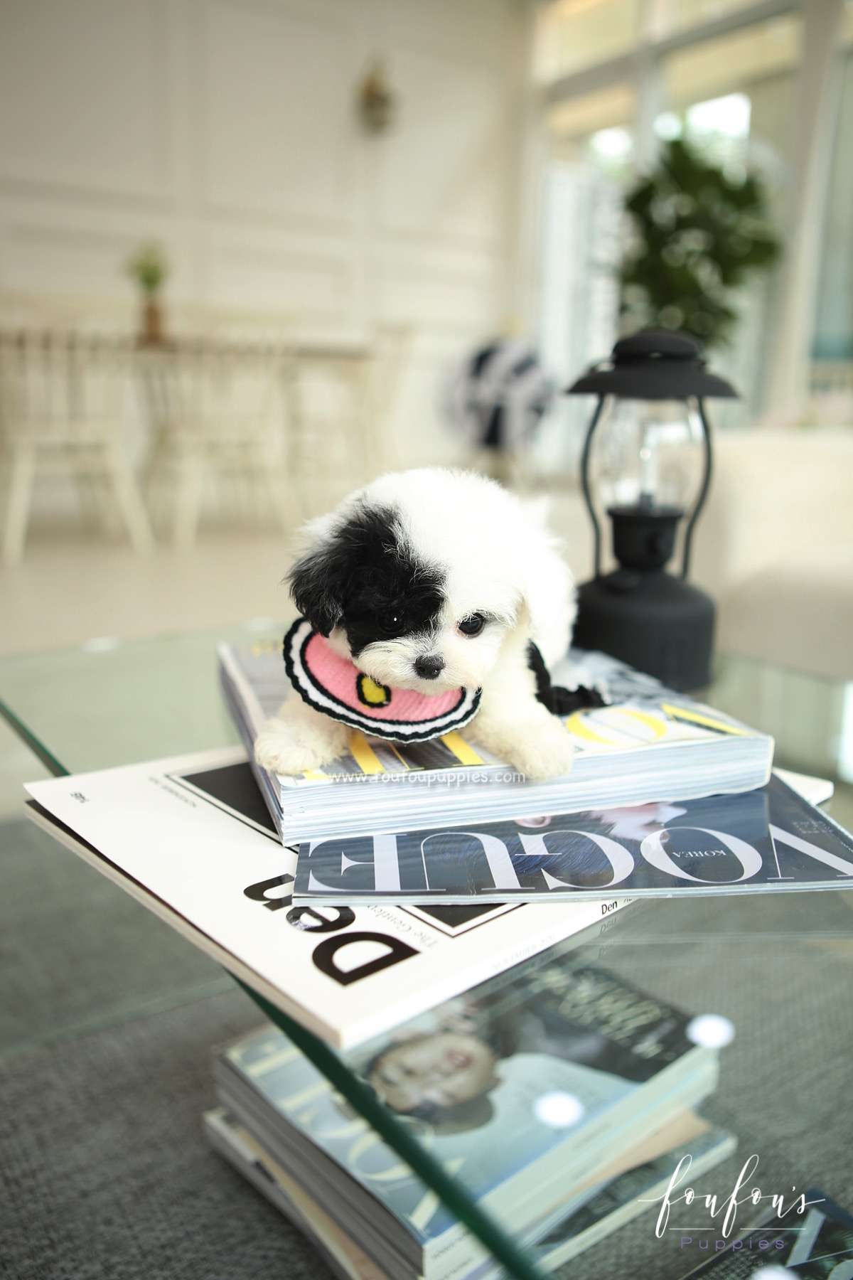 Milkshake - Bichon Frise F.