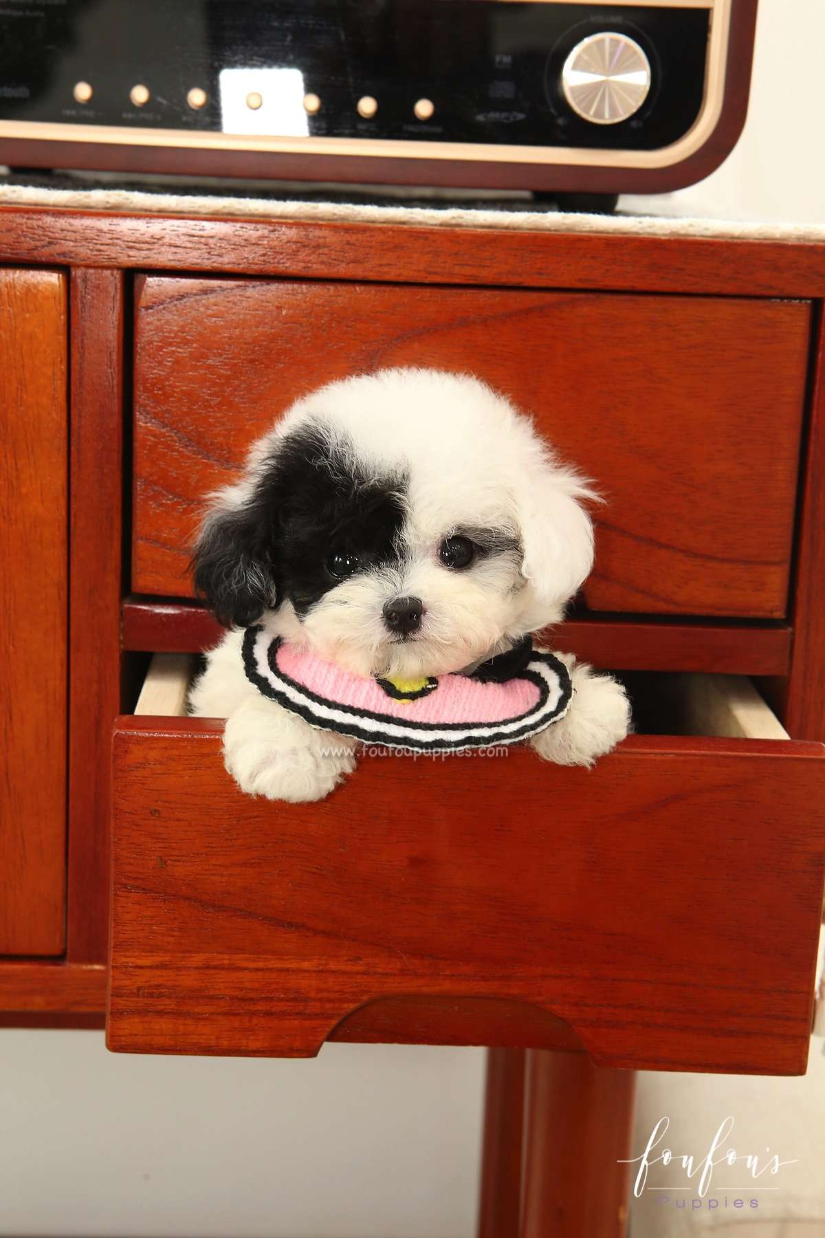 Milkshake - Bichon Frise F.