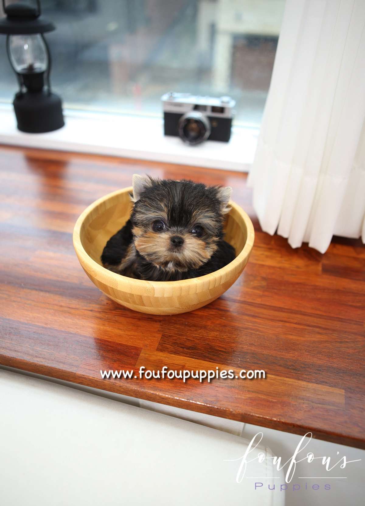 Sushi - Yorkshire Terrier M.
