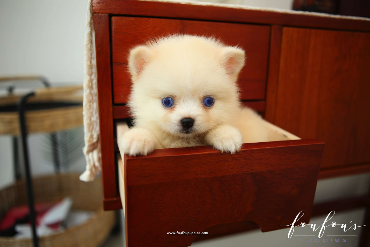 Milou - Pomsky M.