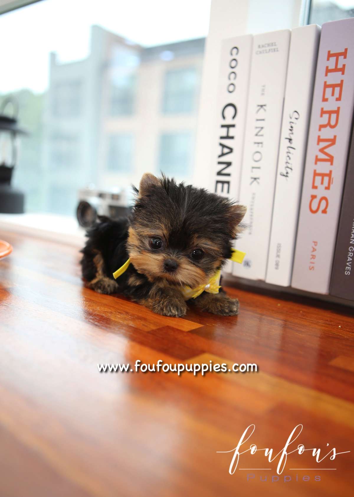 Sushi - Yorkshire Terrier M.