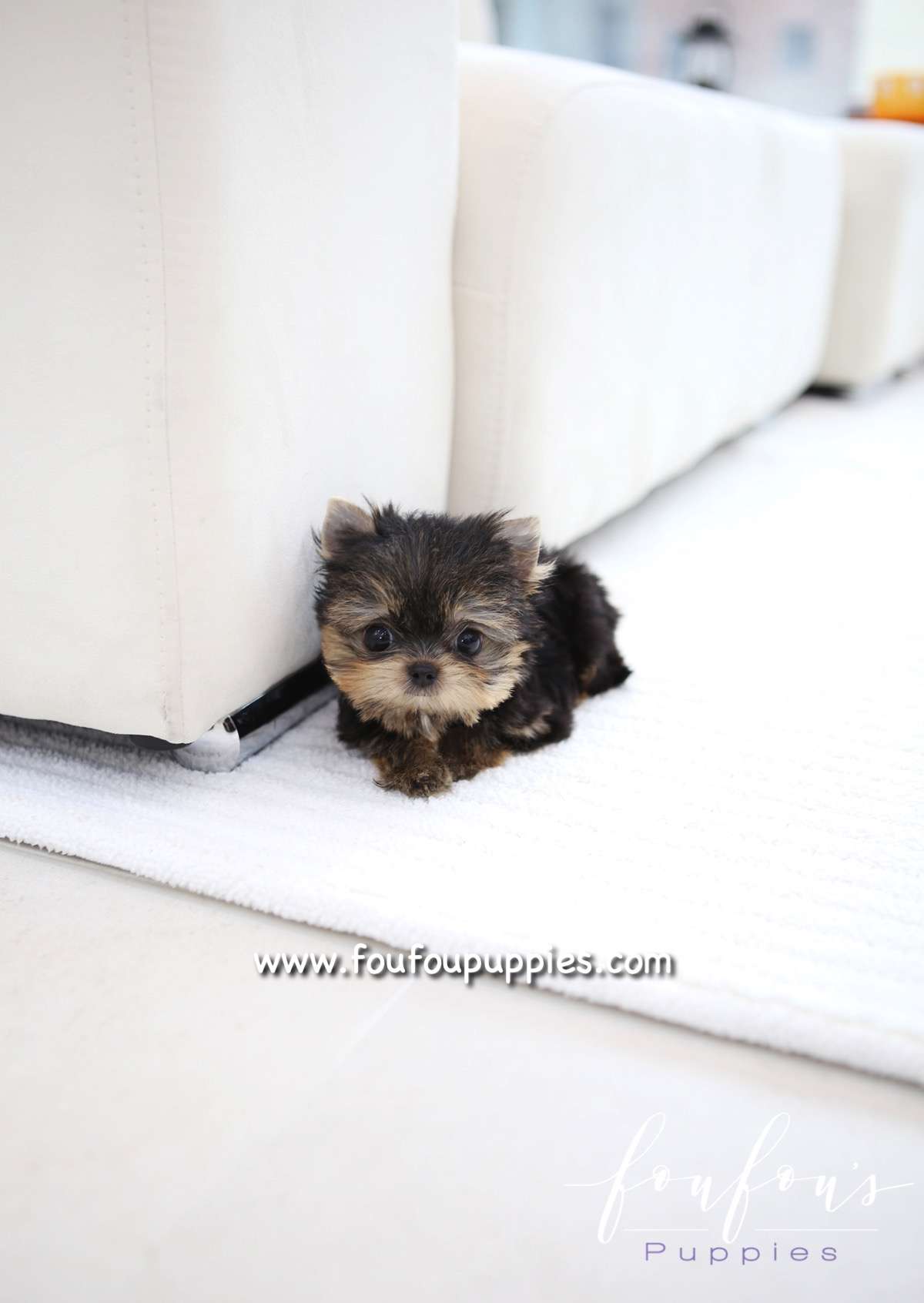 Sushi - Yorkshire Terrier M.