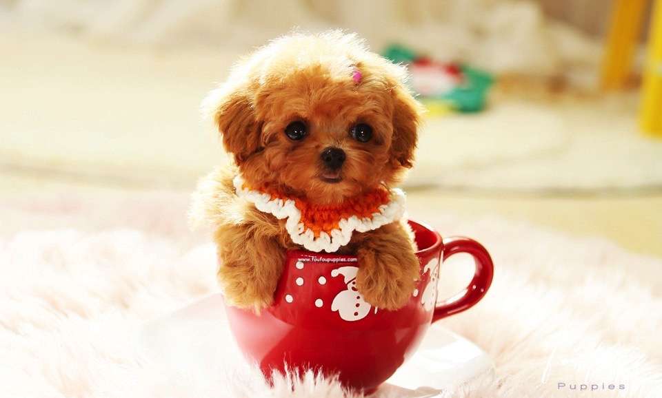Chloe - Poodle F.