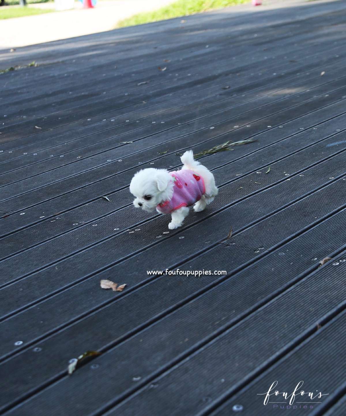 Minnie - Maltese F.