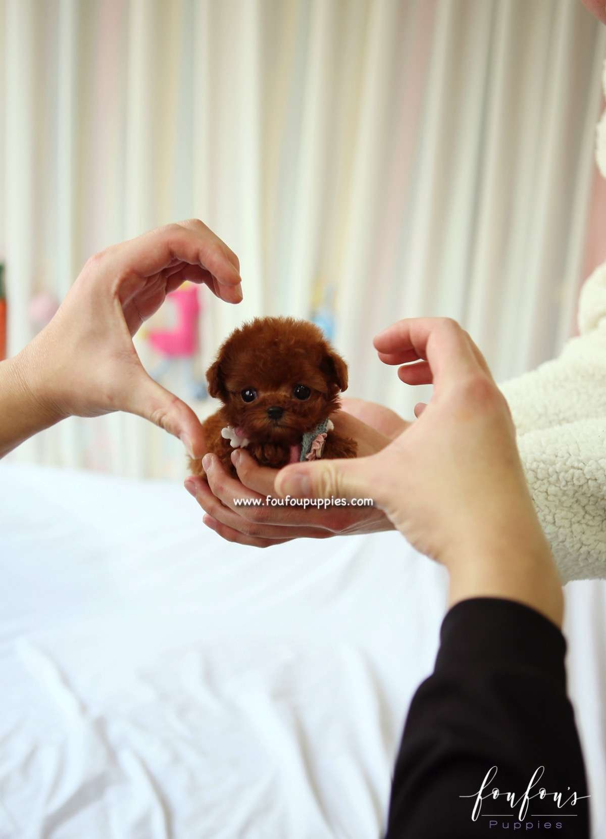 Minnie - Poodle F.