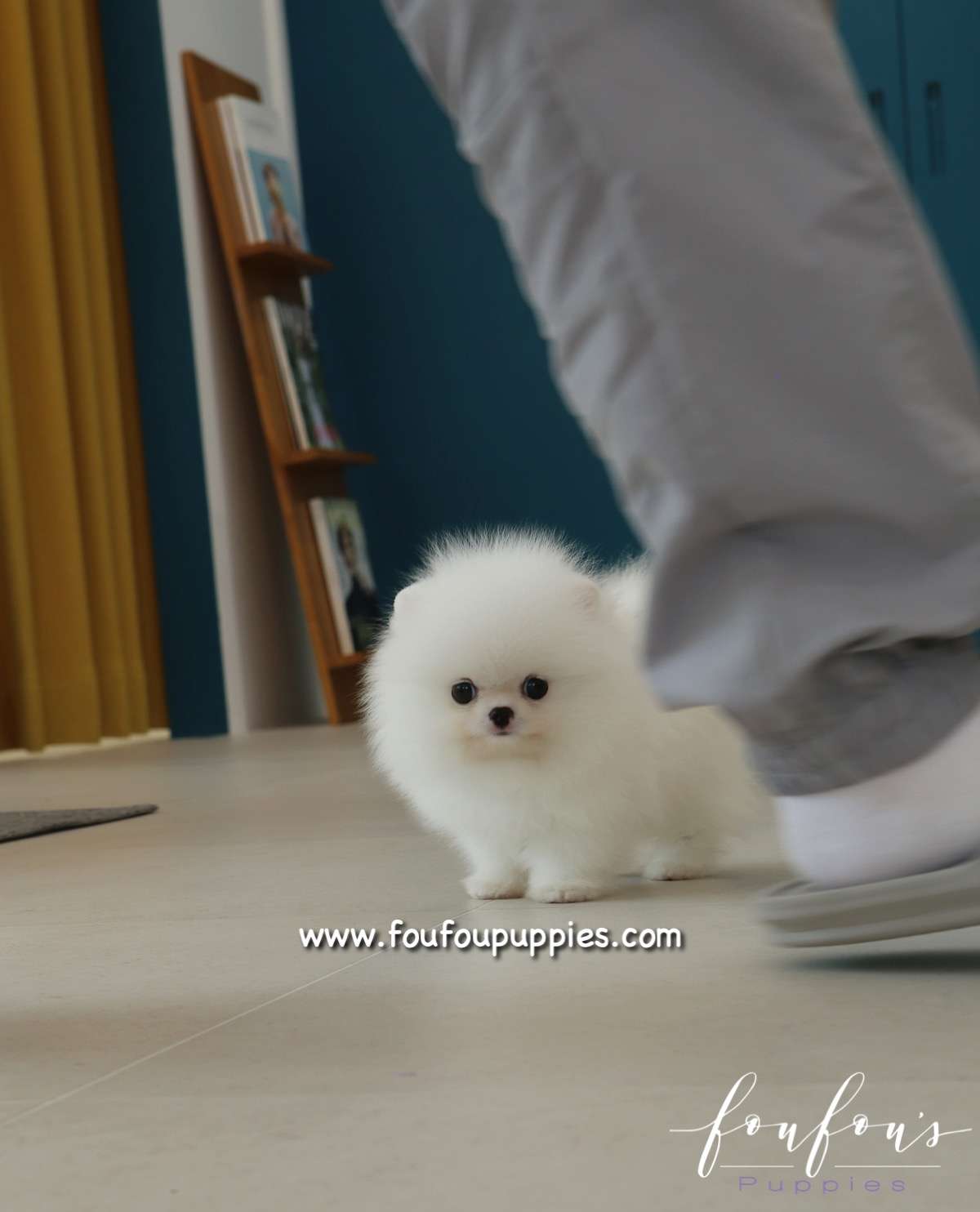 Minnie - Pomeranian F.