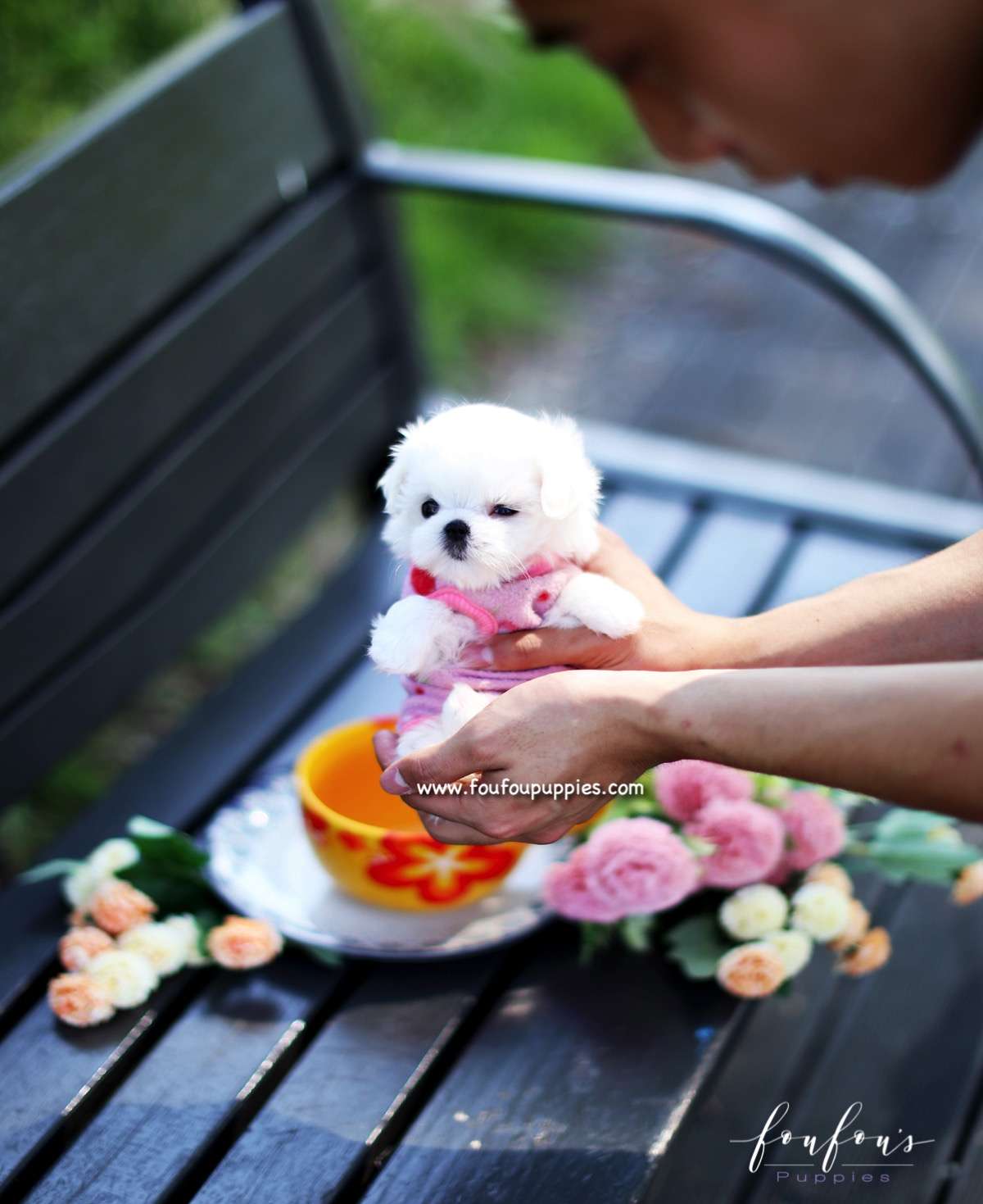 Minnie - Maltese F.