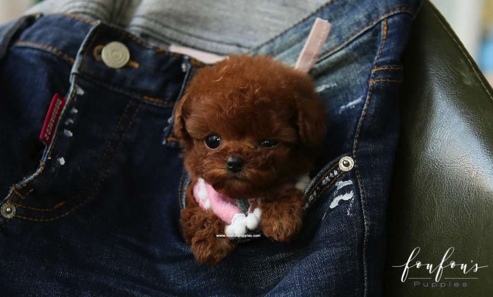 Minnie - Poodle F.