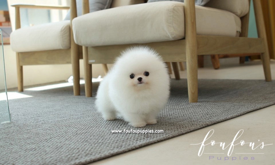 Philippines Teacup Puppy Store Near Me Lowell Teacup Puppies Inc