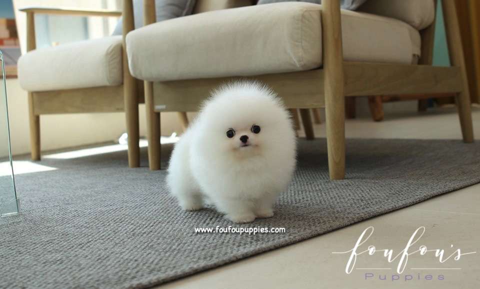Minnie - Pomeranian F.