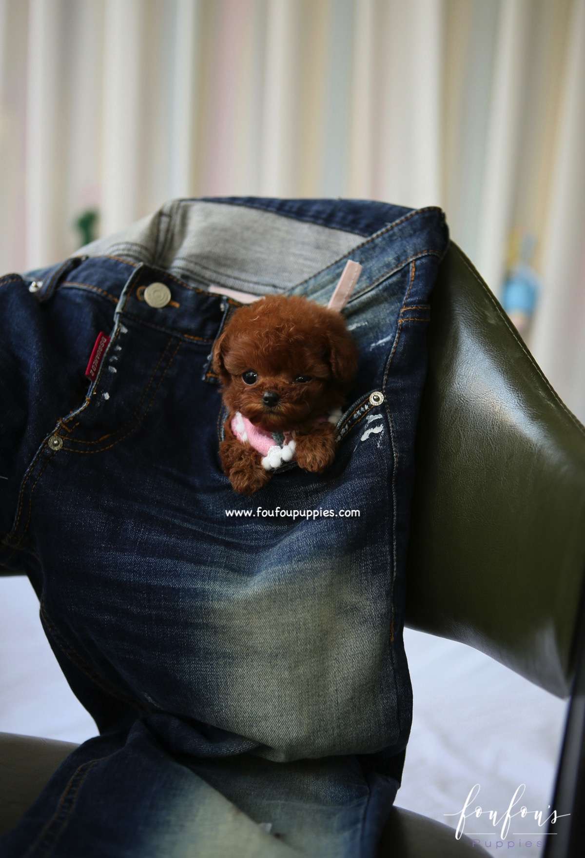 Minnie - Poodle F.