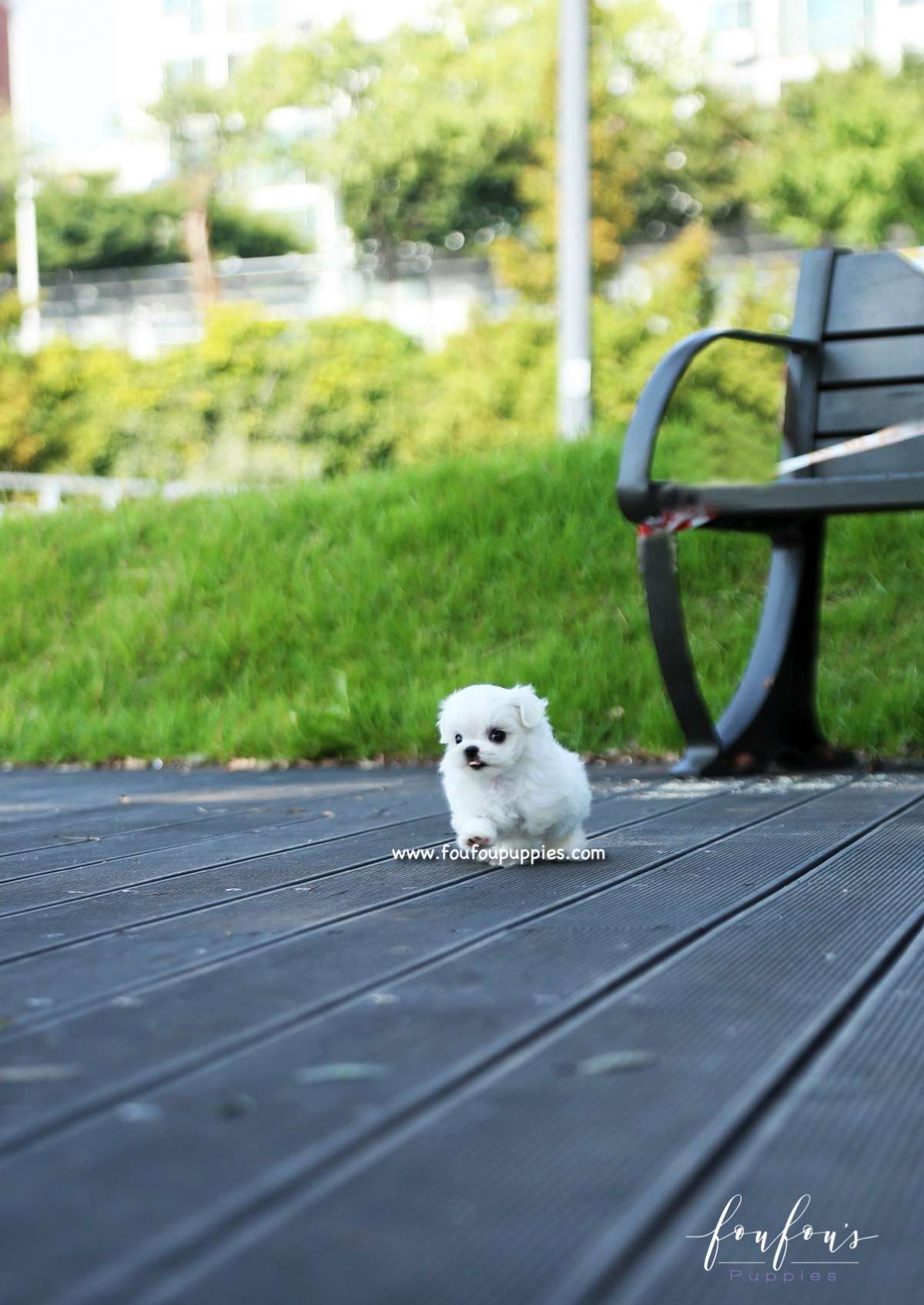 Minnie - Maltese F.