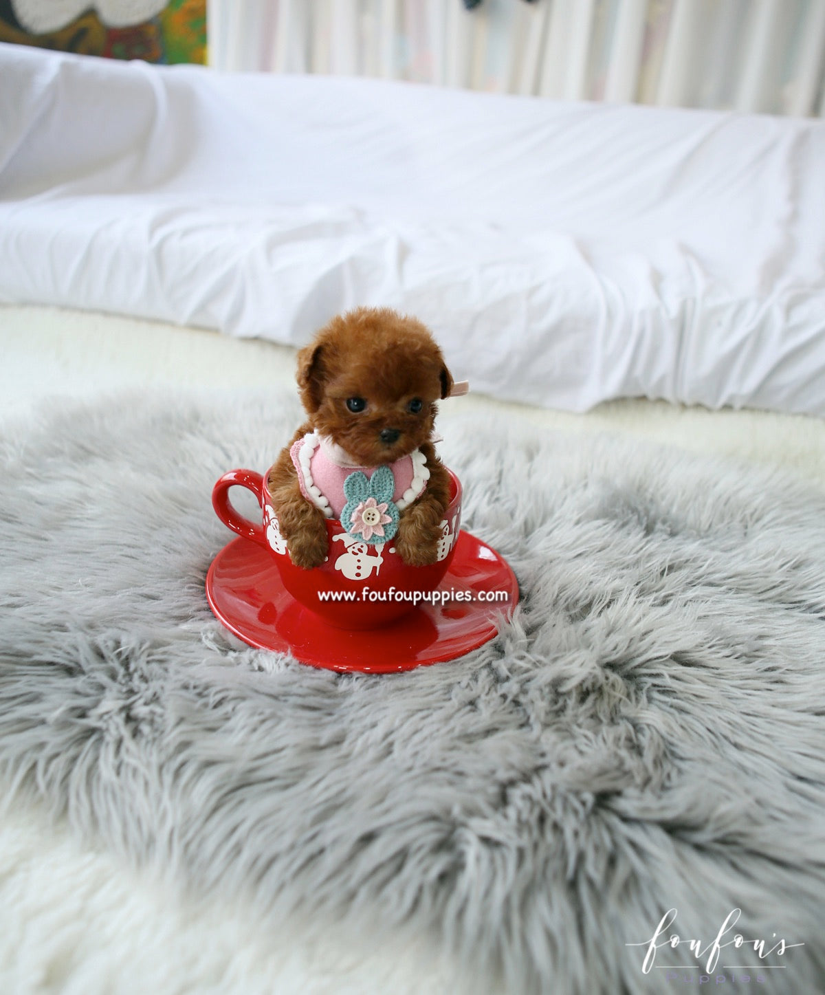 Minnie - Poodle F.