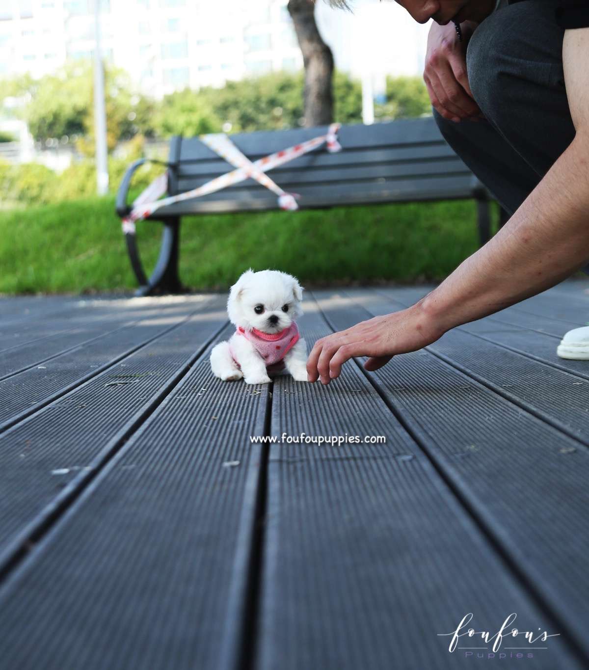 Minnie - Maltese F.