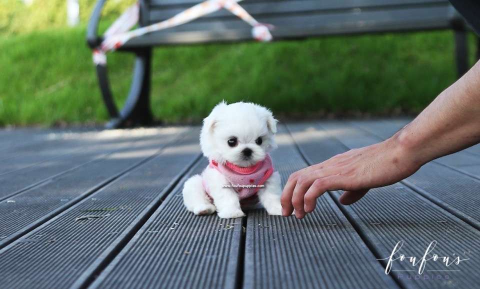 Minnie - Maltese F.