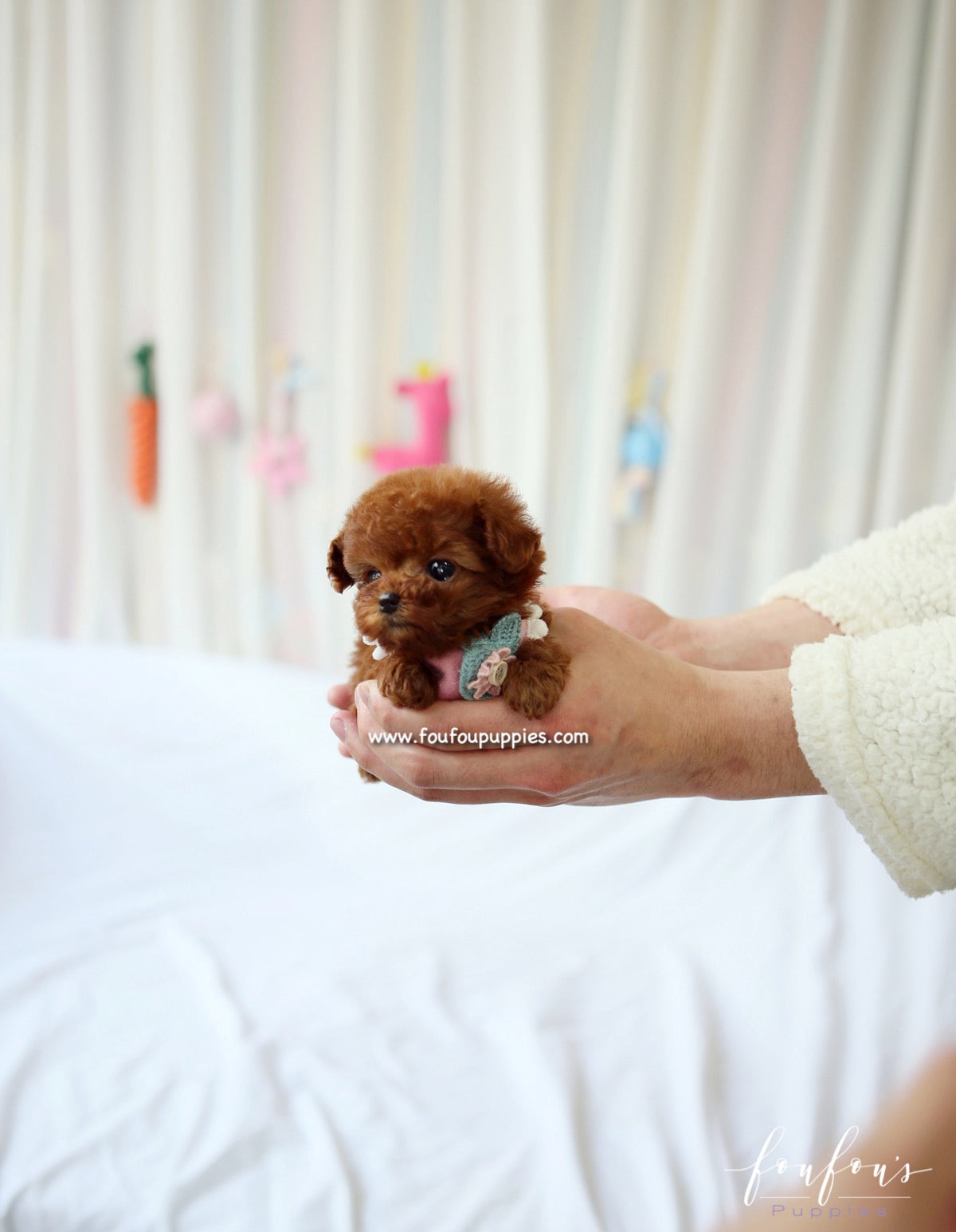 Minnie - Poodle F.