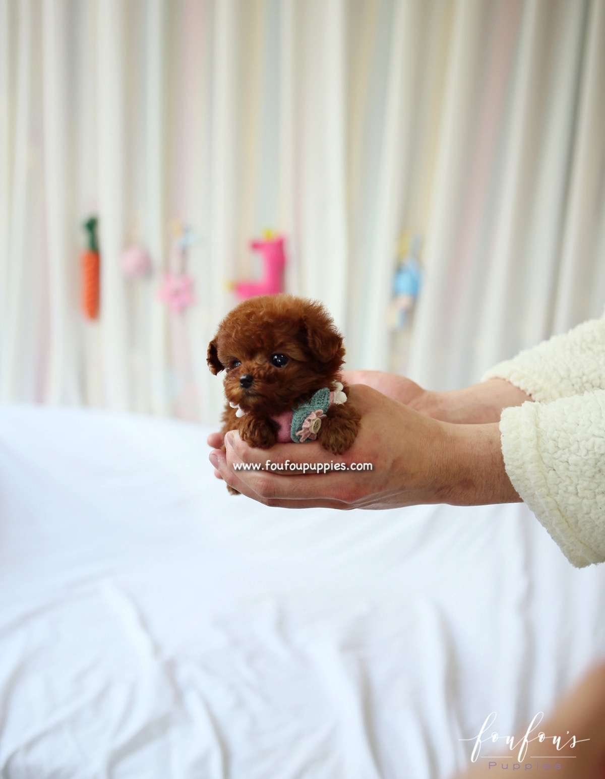 Minnie - Poodle F.