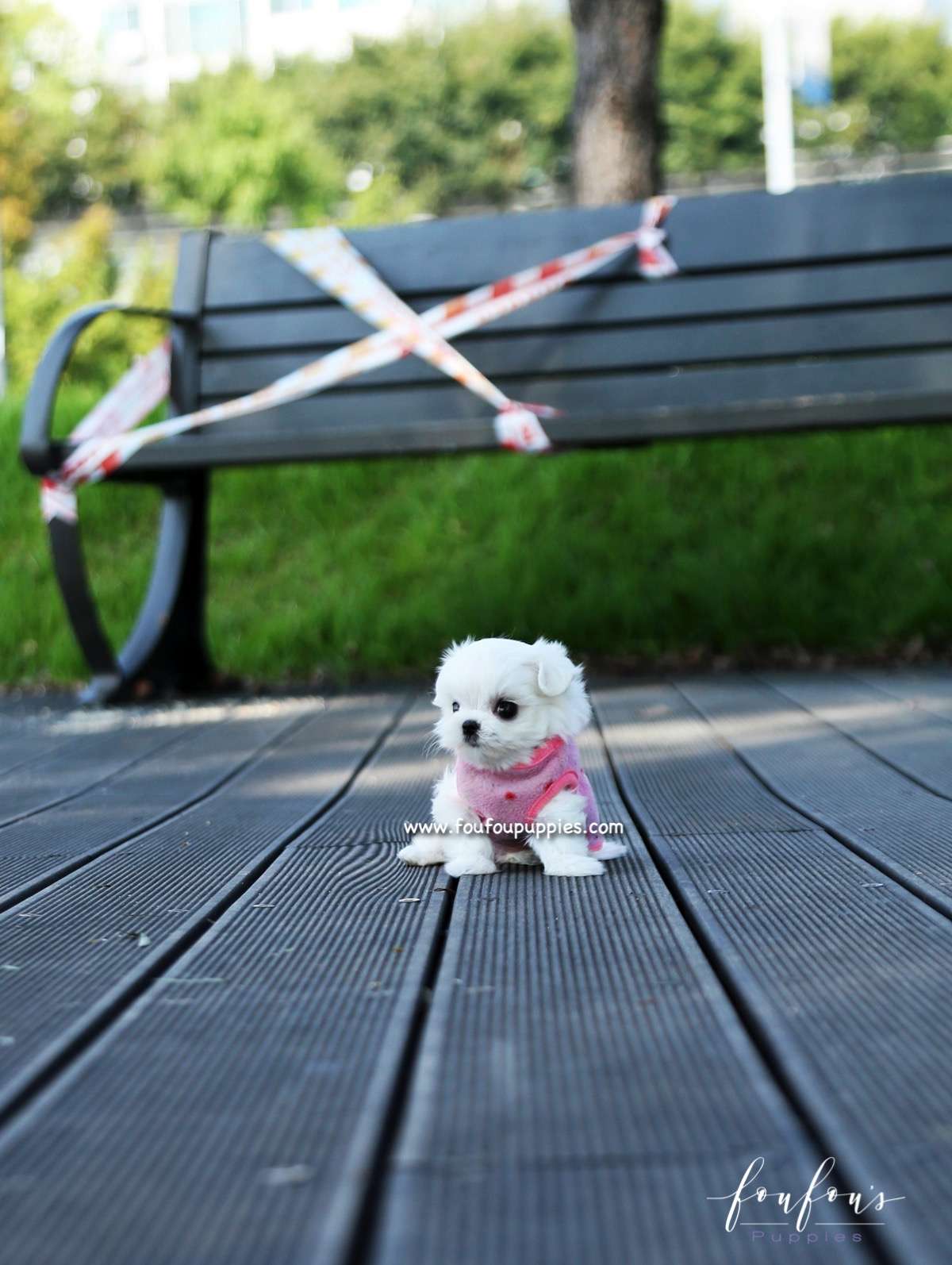 Minnie - Maltese F.
