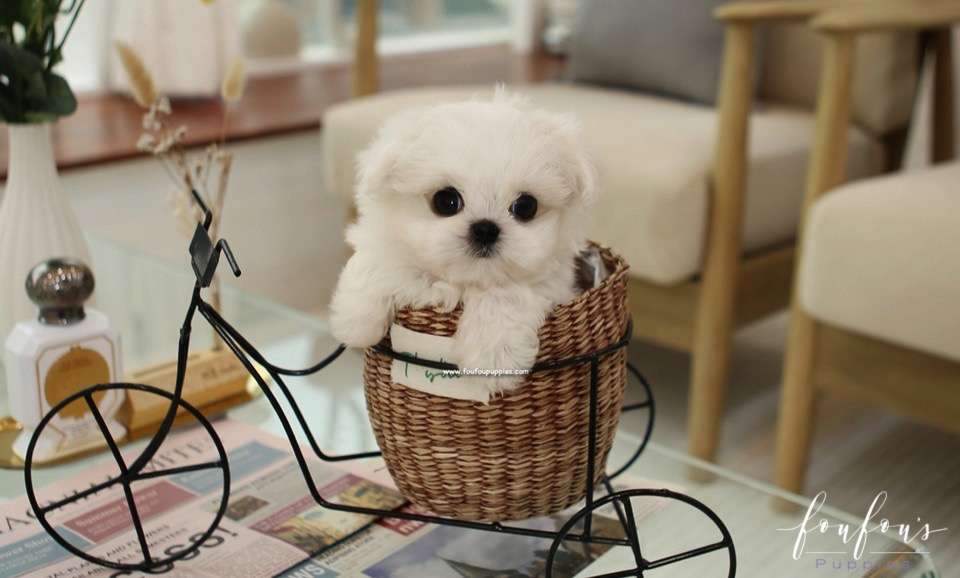 Miro - Maltese M.