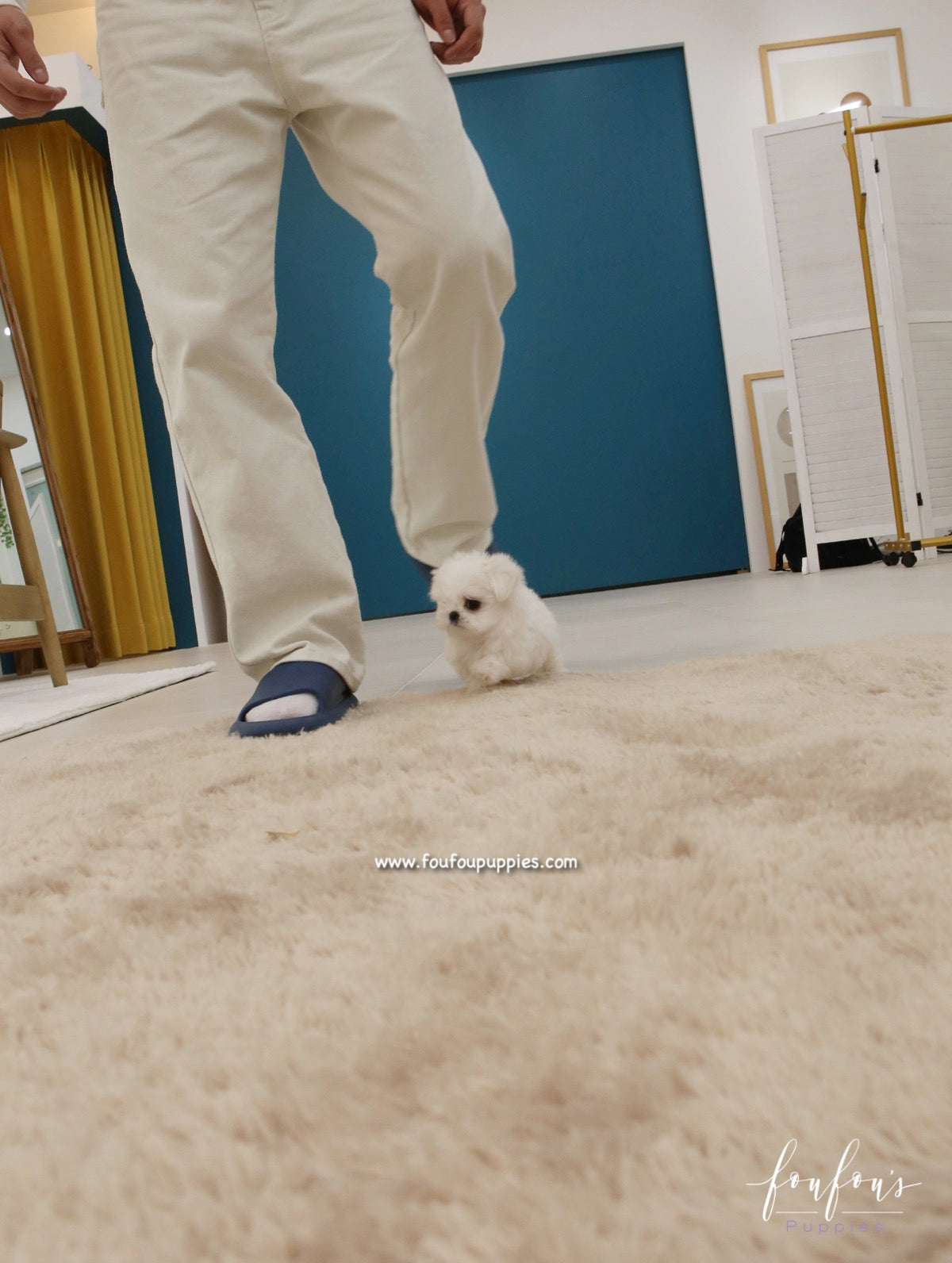 Miro - Maltese M.