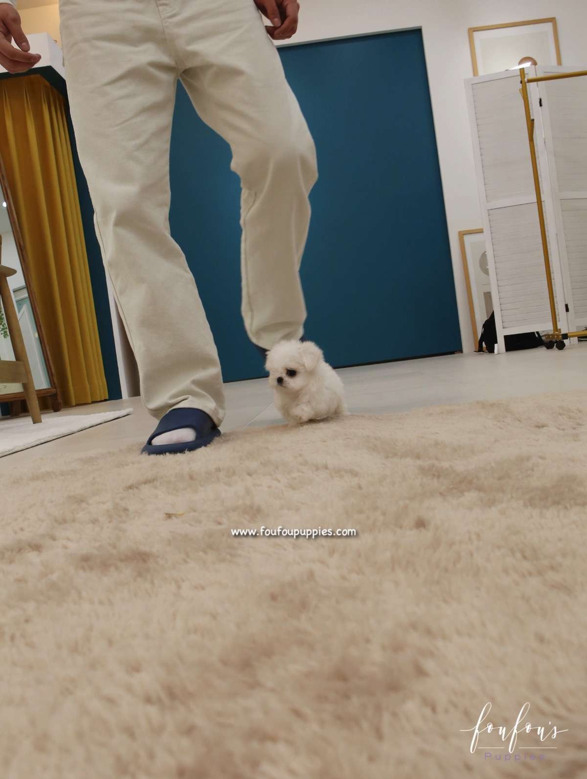 Miro - Maltese M.