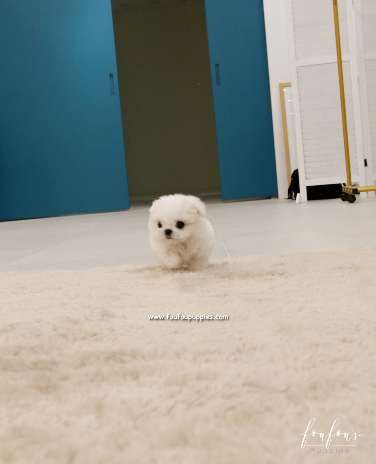 Miro - Maltese M.