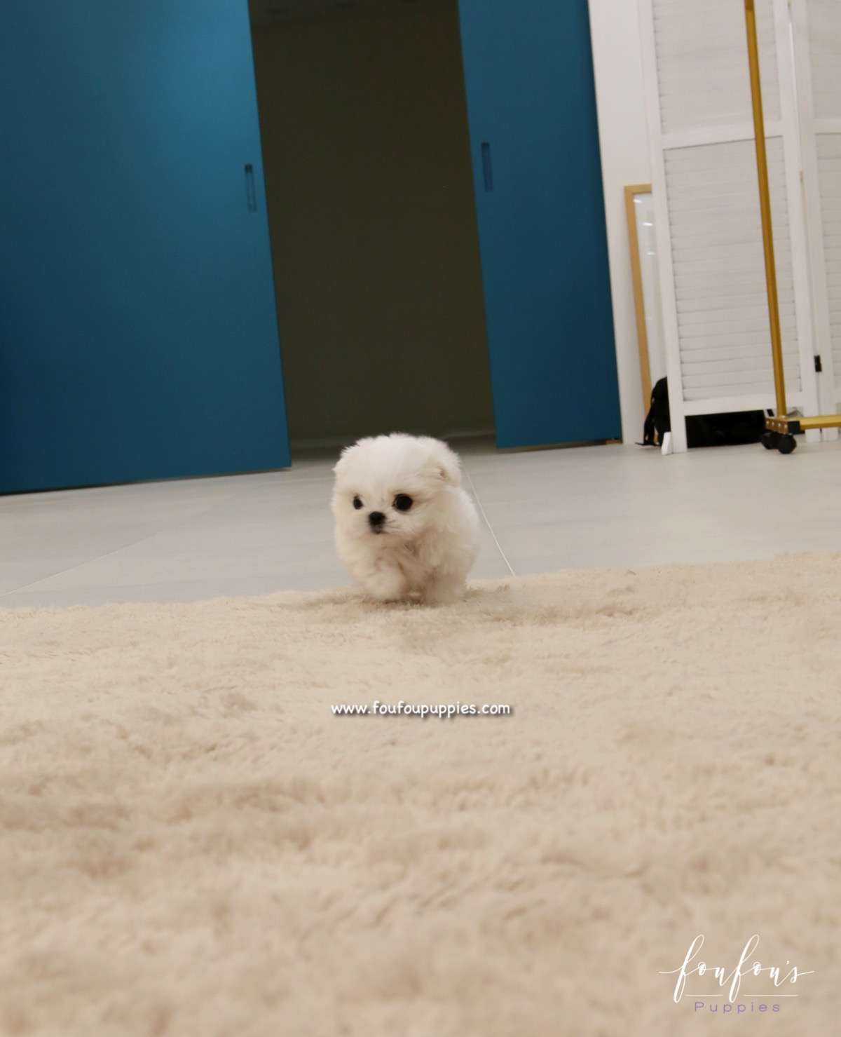 Miro - Maltese M.
