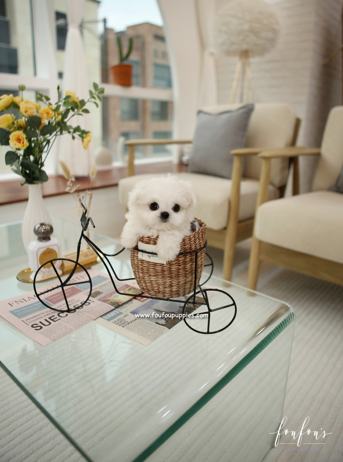 Miro - Maltese M.