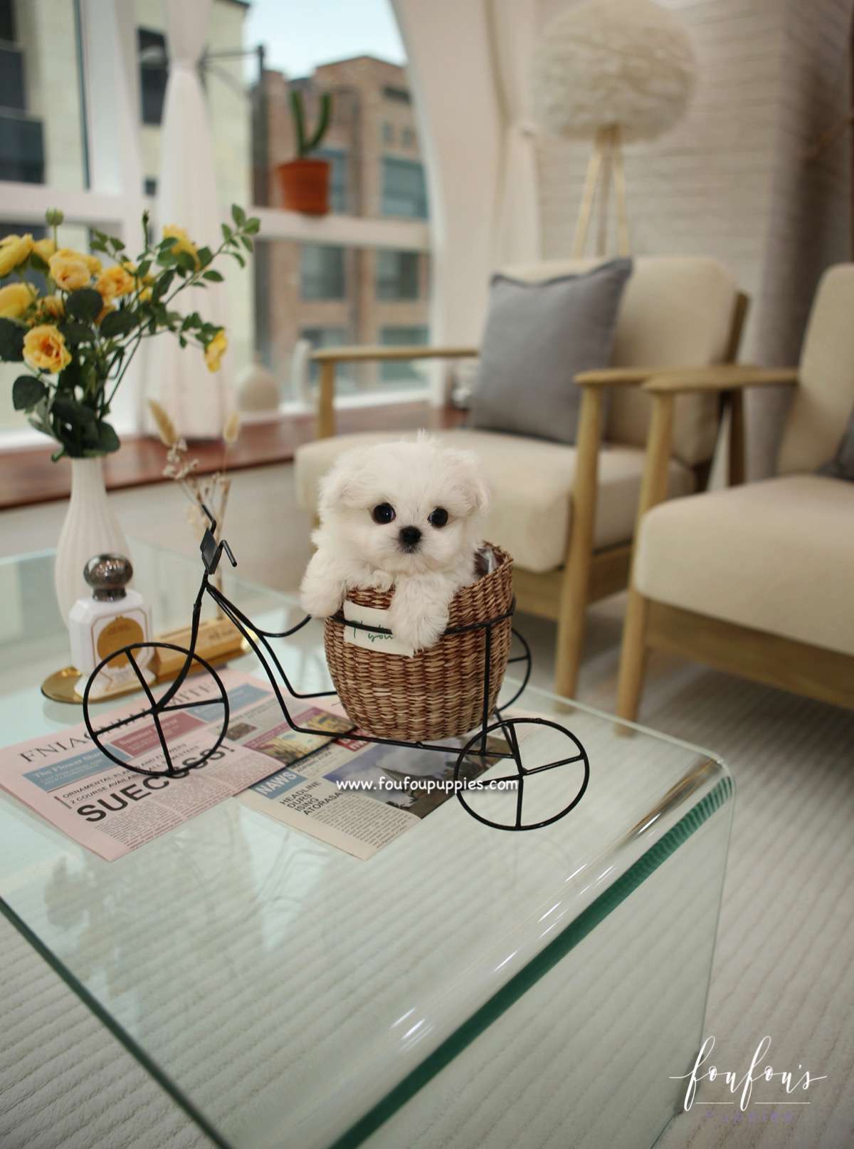 Miro - Maltese M.