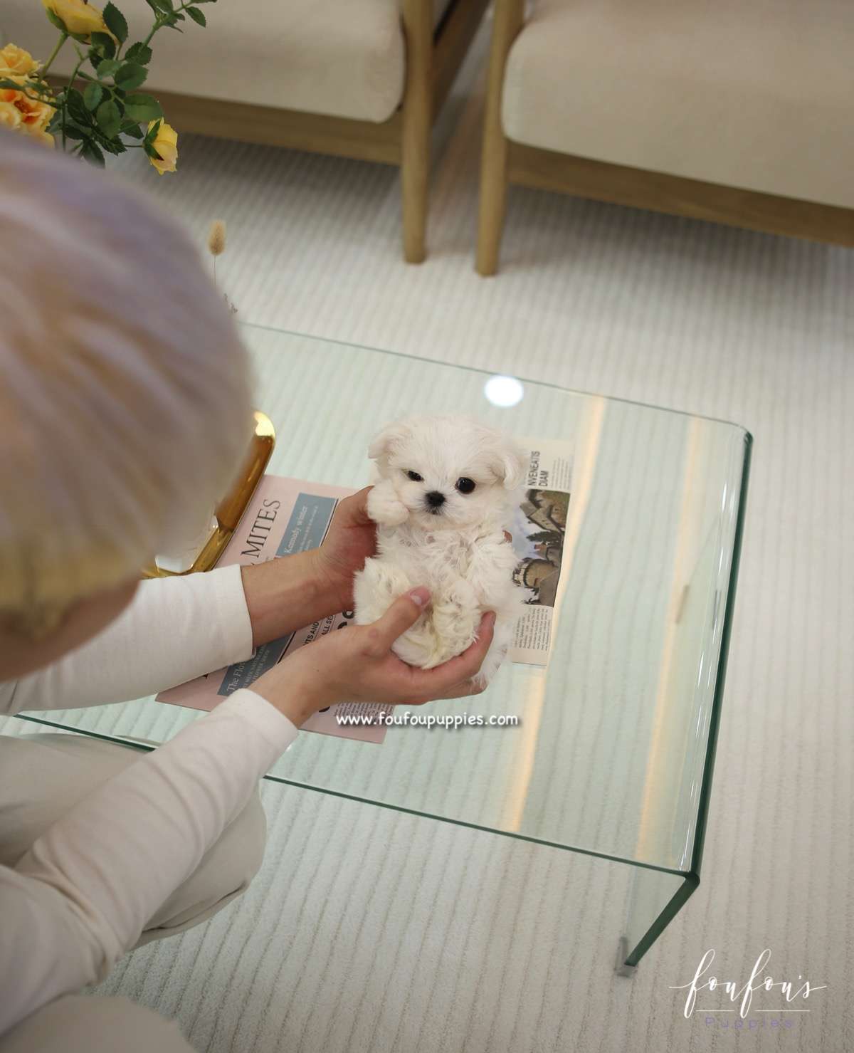 Miro - Maltese M.