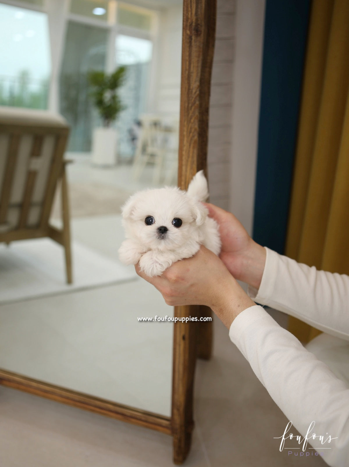 Miro - Maltese M.