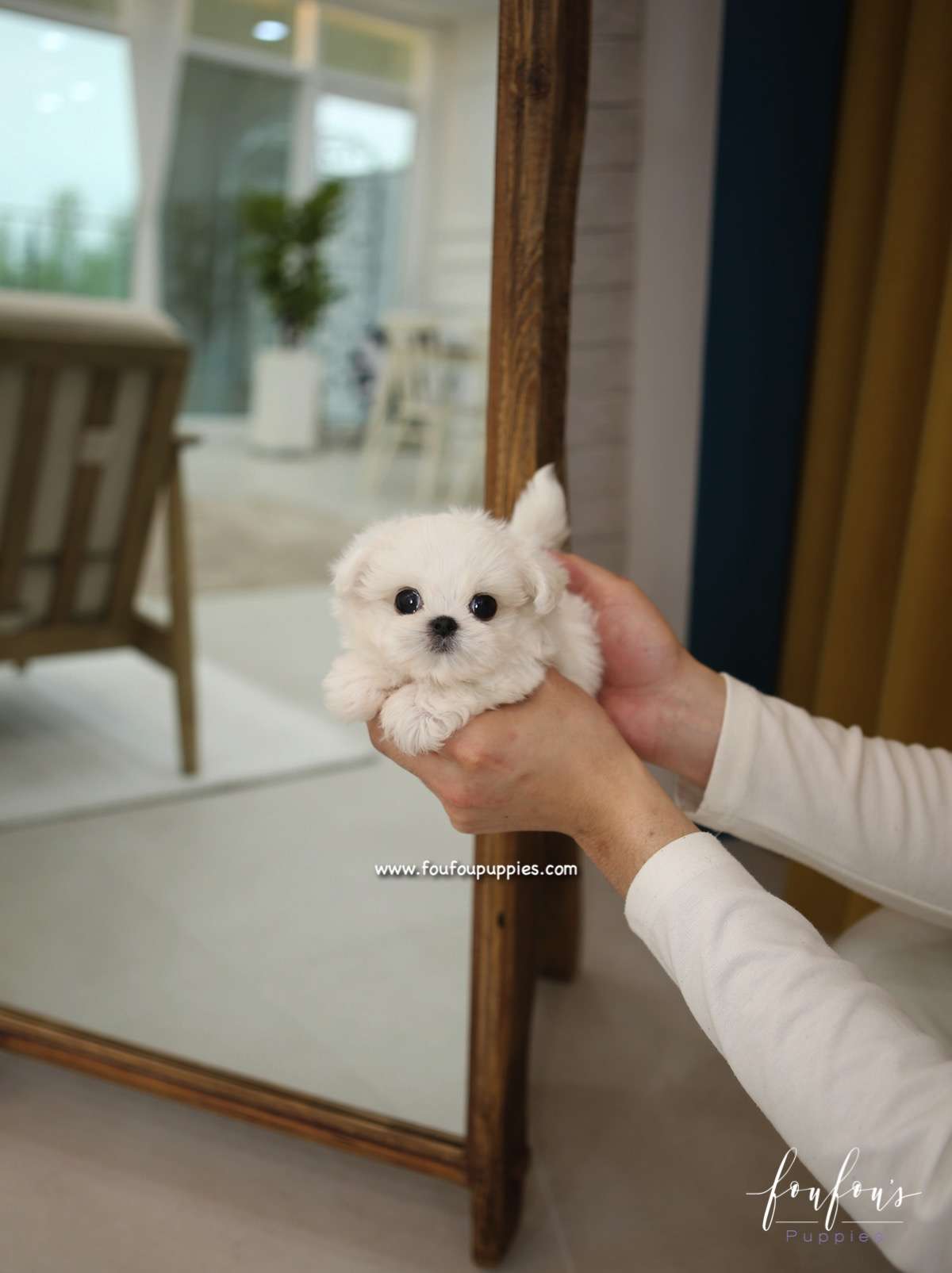 Miro - Maltese M.