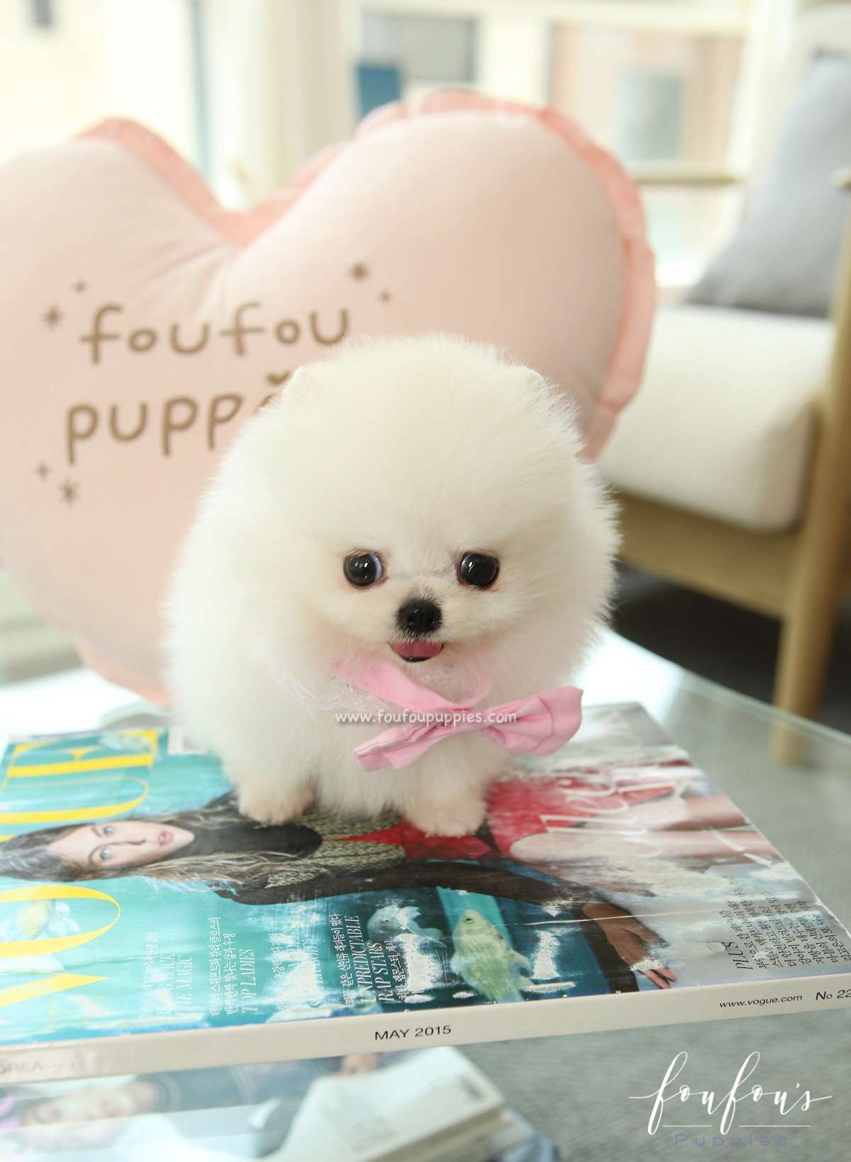 Marilou - Pomeranian F.