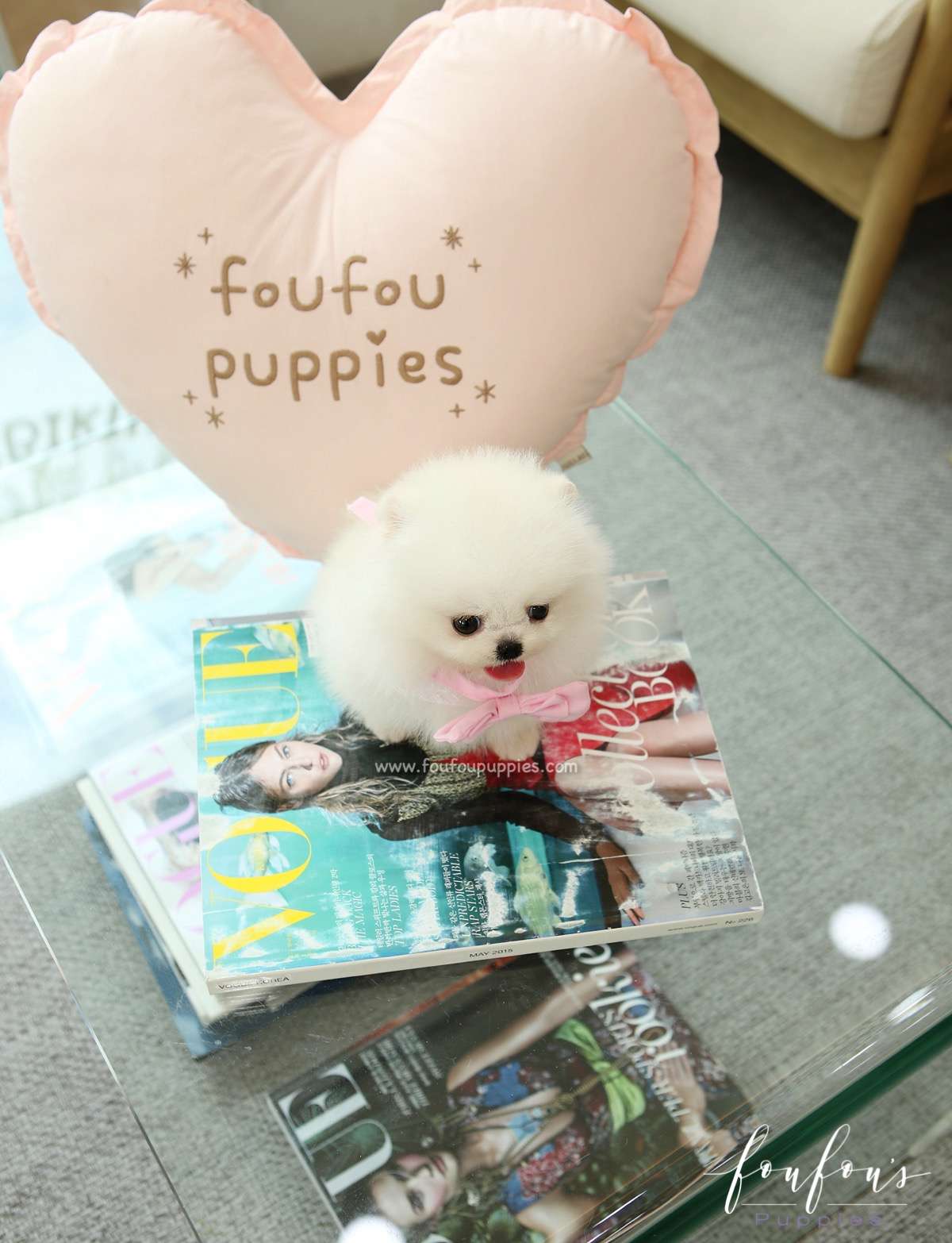 Marilou - Pomeranian F.